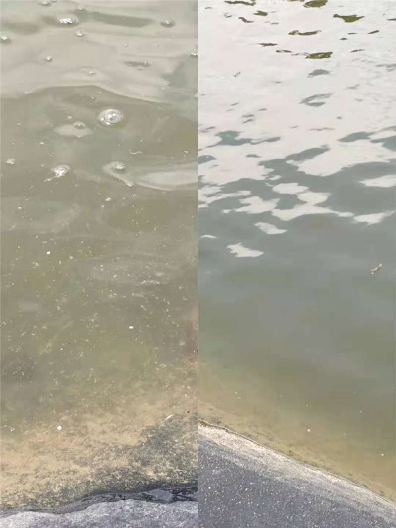 三江羅非魚使用益生菌10天水質(zhì)對(duì)比.jpg
